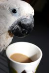 Parrot drinking coffee out of a mug