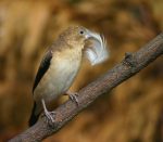 Small Bird with Feather in Mouth