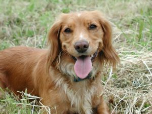 Portrait of a springer spaniel pedigree dog