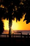 Palm Tree Ocean Sunset